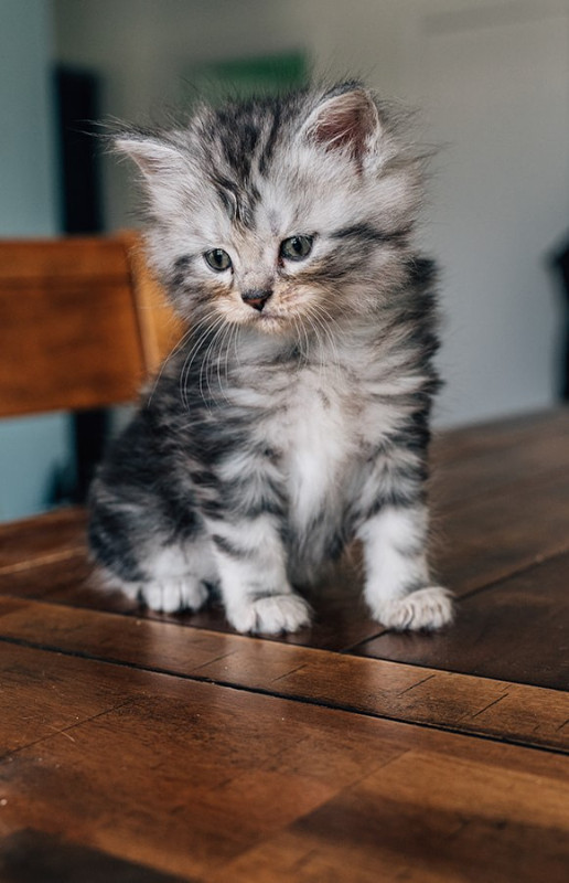 Maine Coon Kittens for Sale in Cats & Kittens for Rehoming in Belleville - Image 2