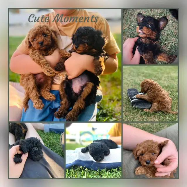 Toy Poodle Puppies ( only 3 left ) ready in 1.5 weeks in Dogs & Puppies for Rehoming in Winnipeg - Image 8