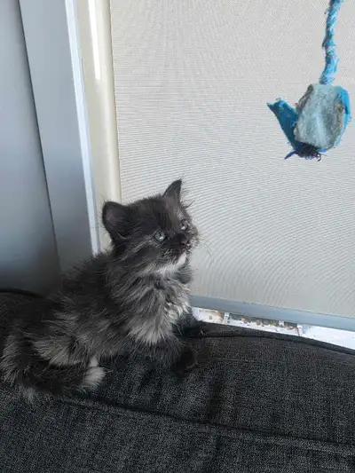 Ragdoll Siberian kitten, View more