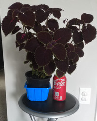 Coleus Plants ($5-$20 depending on size)