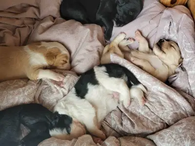 Adorable Mini Golden Aussie puppies!, View more