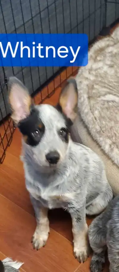 Purebred Blue Heeler 1 Female, 1 Male., View more