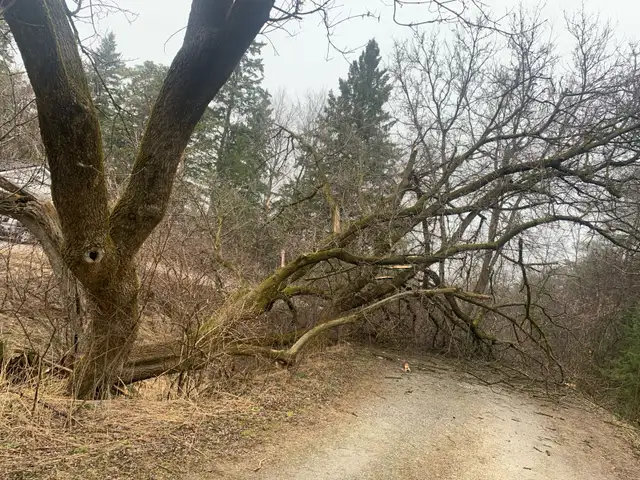 ****TREE REMOVAL, TREE TRIMMING, STORM DAMAGE*** in Lawn, Tree Maintenance & Eavestrough in City of Toronto - Image 7