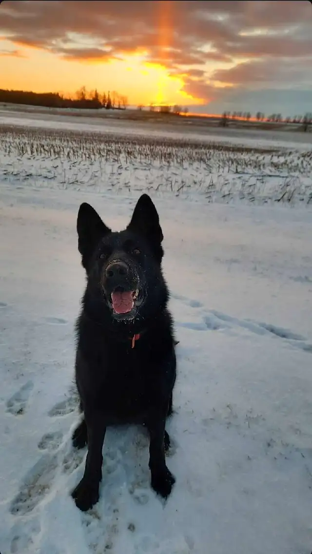 CKC-Reg German Shepherd adult in Dogs & Puppies for Rehoming in Stratford - Image 7