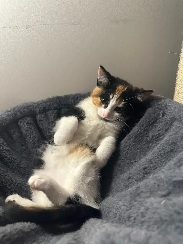 Chaton calico à vendre in Cats & Kittens for Rehoming in City of Montréal - Image 3