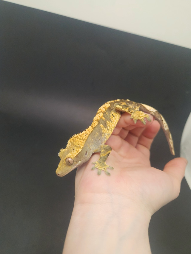 Male harlequinn crested gecko  in Reptiles & Amphibians for Rehoming in Delta/Surrey/Langley
