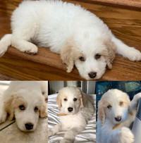 Dixie-4mth female great pyrenees/poodle mix