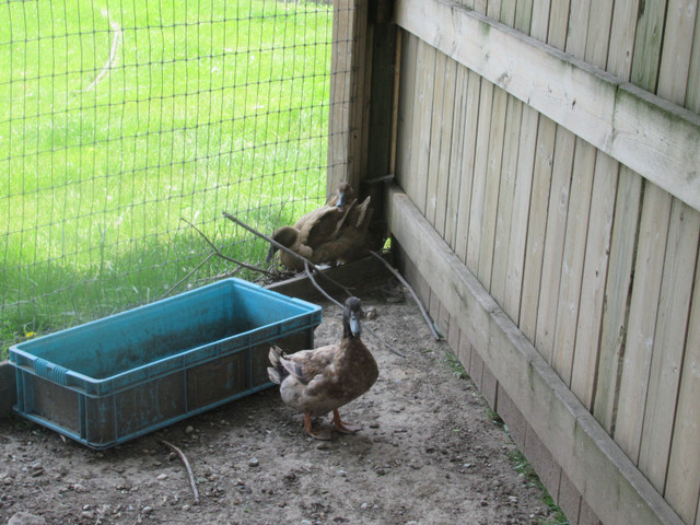 khaki Campbell ducklings in Livestock in Woodstock - Image 3