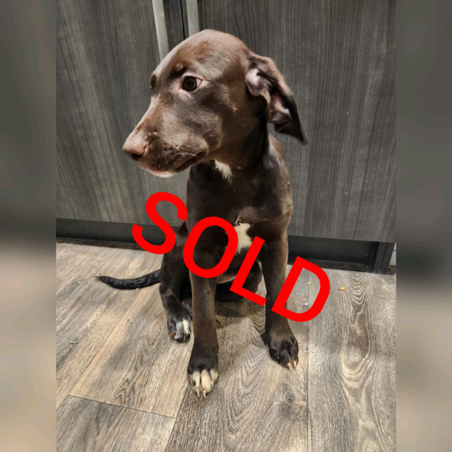 Labrador Retriever Puppies Dogs & Puppies for Rehoming Kamloops