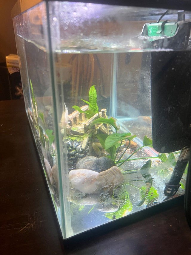 Fish tank fs in Fish for Rehoming in Prince George - Image 2