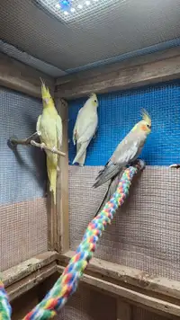 Cockateil  birds