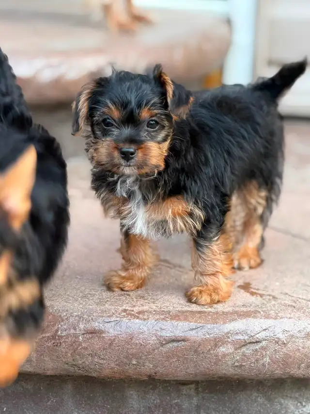 2 Toy Yorkies Puppies for sale in Dogs & Puppies for Rehoming in City of Toronto - Image 11