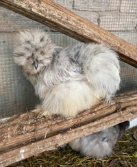 Silkie Hatching Eggs From Pure Bred Silkie Hens.