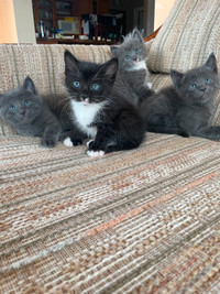 Hypoallergenic breed Siamese Blue kittens