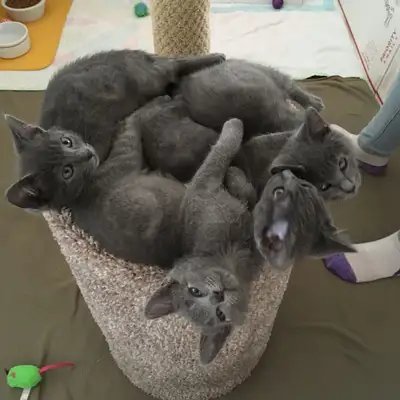 Purebred Russian Blue Babies Ready Now!, View more