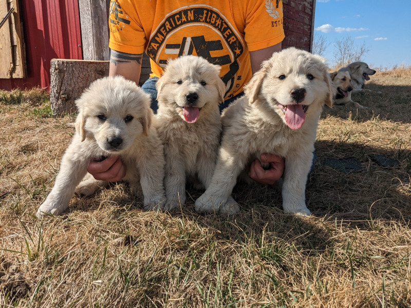 Great Pyrenees Saint Bernard mix Dogs & Puppies for Rehoming Grande