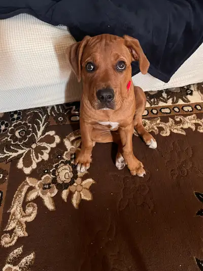 Bull Mastiffs and Cane Mix 3 months old.  Healthy and vaccinated, View more