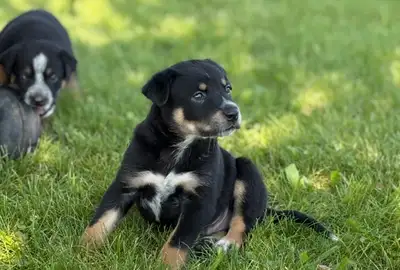 German Shepard Pocket bully cross 2 left!, View more