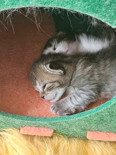 Adorable Folded Ear Kittens – Raised at Home– Fold Dad, Scottish, View more