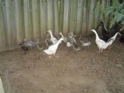 Runner Ducks males $12 last year hatch, View more