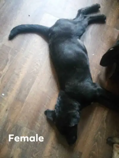 These adorable puppies are looking for their forever homes! They are playful, cuddly, and full of lo...