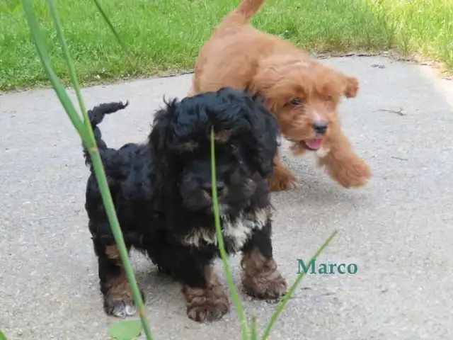 Cockapoo puppies for sale in Dogs & Puppies for Rehoming in Kitchener / Waterloo - Image 9
