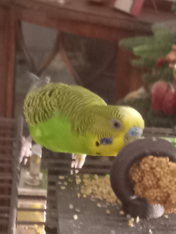 Sage budgie in Birds for Rehoming in Abbotsford - Image 3