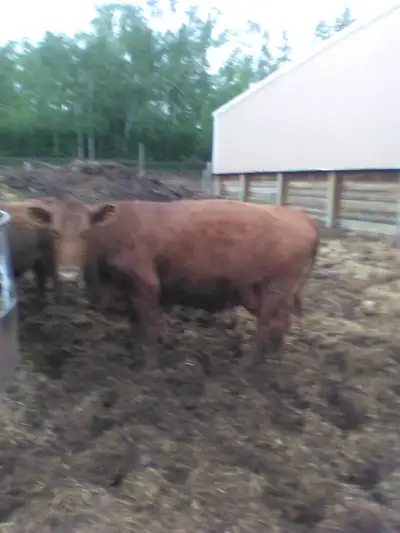 2 Red Angus cow calf pairs for sale. Good quality 5 and 6 year old's, selling to downsize,more comin...