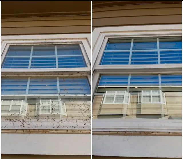 Streak-Free Trusted Local Window Cleaning (GTA)63235338510851122