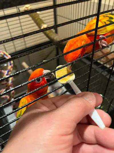 Sun conure Red factor pied, View more