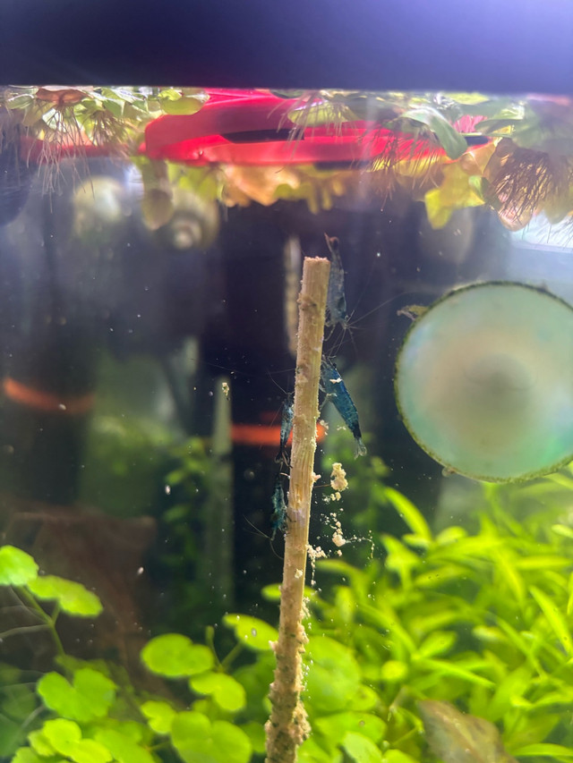 blue neocaradina/cherry shrimp in Fish for Rehoming in Red Deer
