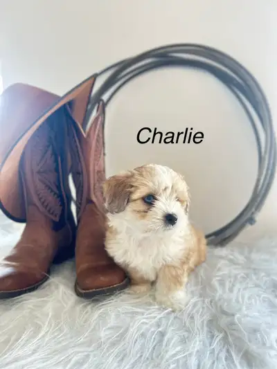 maltese - mini Aussie puppies, View more