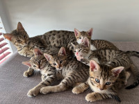 Savannah Kittens 