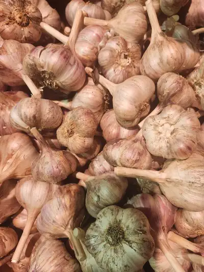 organic Russian purple  garlic , View more