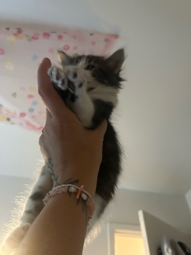 chaton bébé chat  dans Chats et chatons à adopter  à Ville de Montréal - Image 3