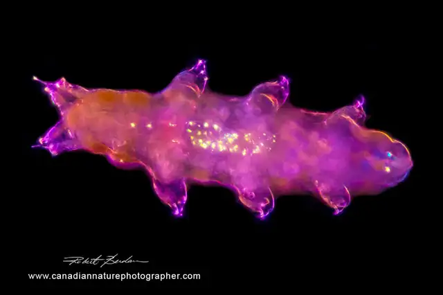 Nikon Optiphot Polarizing Microscope in Other in Calgary - Image 8