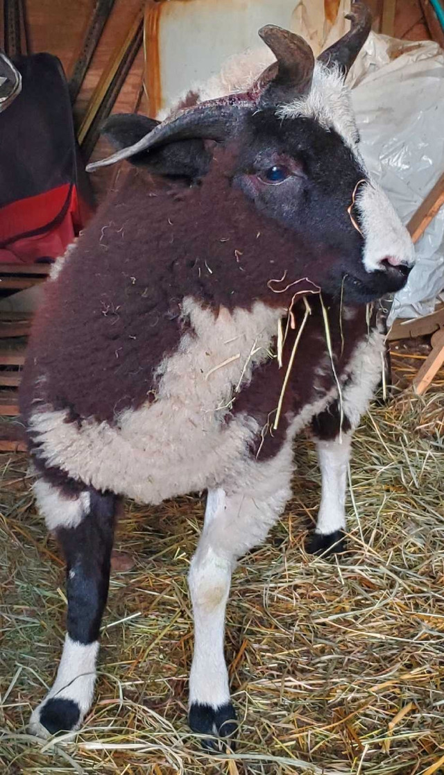 Jacob Ram Lamb, for breeding. in Livestock in Abbotsford - Image 2