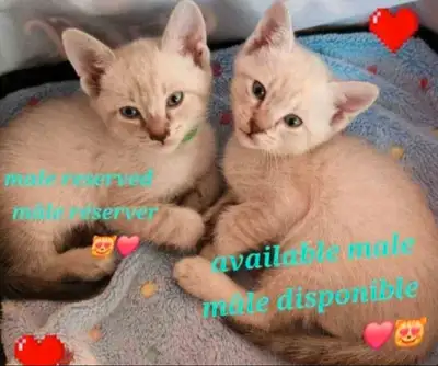 ♥️Sublimes Chatons Siamois♥️Beautiful Siamese Kittens♥️, Voir plus