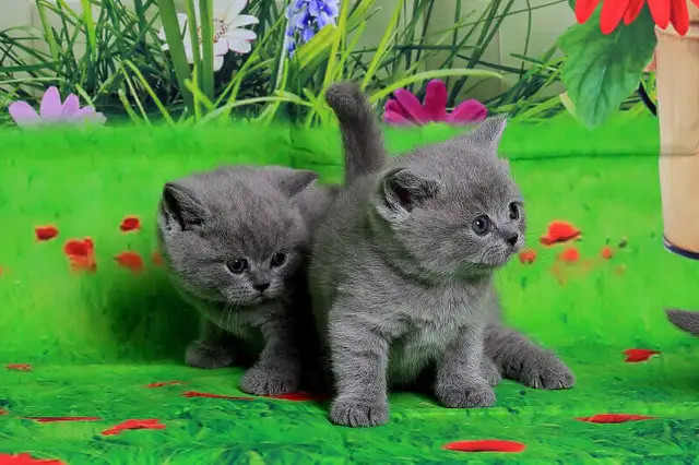 Top Quality Purebred British Shorthair Classic Blue Pedigree in Cats & Kittens for Rehoming in City of Toronto