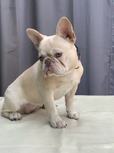 bouledogue français, French bulldog, View more