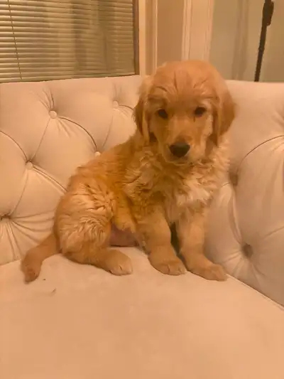Golden retriever puppy for sale comes with paperwork and has been vaccinated. He uses puppy pads and...