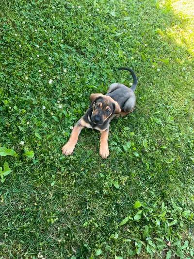 ☀️ Summer-Ready Puppies – Healthy, Social, and Family-Friendly!, View more