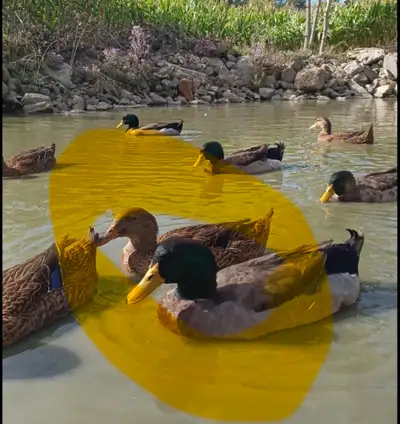 Rouen duck bonded pair for sale.