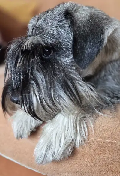 RESERVATION Schnauzer Pepper&salt and black, CKC,  VACC, Microch, View more