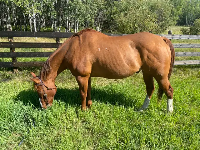 Quarter Horse  in Horses & Ponies for Rehoming in Grande Prairie - Image 3