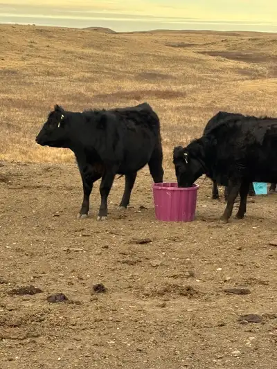 Bred Hfrs, View more