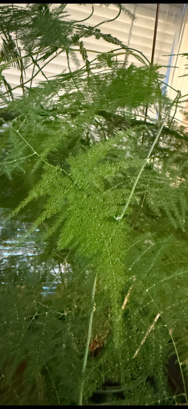 beautiful heathy plant in Plants, Fertilizer & Soil in Calgary - Image 2