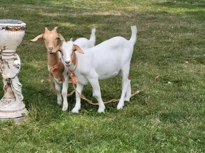 GOATS/CHÈVRES , View more