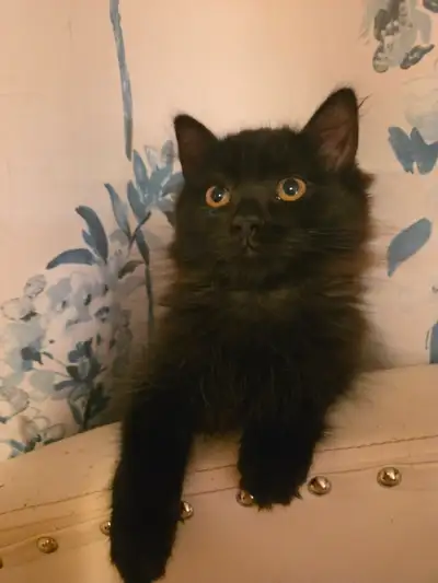 Mainecoon/Himalayan female kitten, View more