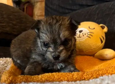 Yorkie / Pomeranian, View more